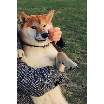 Собака-подозревака | Shiba inu, Dogs, Shiba