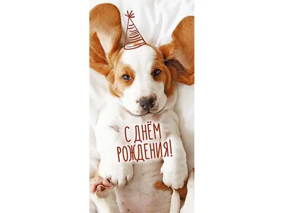 Кружка желтая CoolPodarok Прикол. День рождения. С Днем рождения, Собака  сутулая — купить в интернет-магазине по низкой цене на Яндекс Маркете