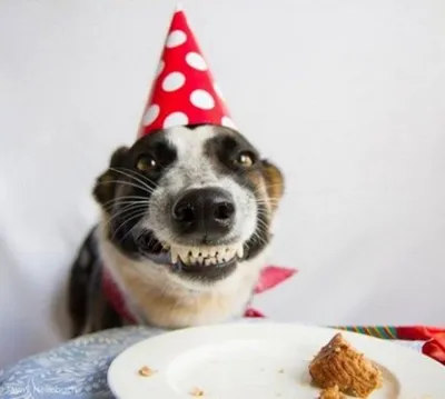 С днем рождения собака маша кабель Стоковое Фото - изображение  насчитывающей ключ, движение: 51284088