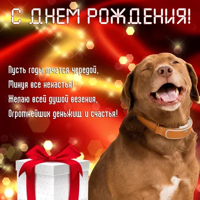 Прикольная открытка с Днём Рождения Любимой, с собакой и букетом роз в  лапах • Аудио от Путина, голосовые, музыкальные
