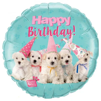 Dog birthday wishes, Birthday meme dog, Happy birthday dog