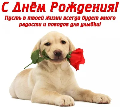 КАК ПОЗДРАВИТЬ СОБАКУ С ДНЕМ РОЖДЕНИЯ? / HOW TO CONGRATULATE A DOG ON  BIRTHDAY - YouTube