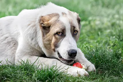 Алабай 🐕 как ухаживать, характеристика породы, размеры, клички, фото