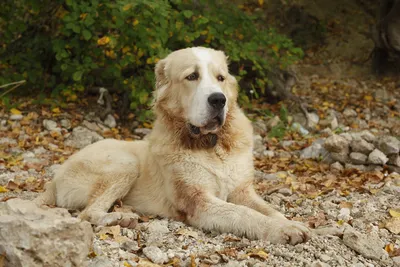 Туркменские алабаи – собаки для избранных | Этот загадочный Туркменистан |  Дзен