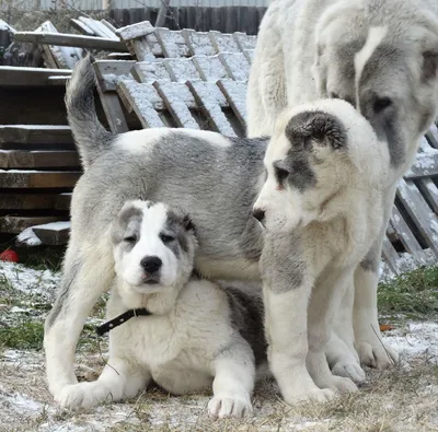 Алабай — описание породы собаки от А до Я