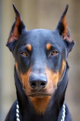 Доберман – собака, выведенная для работы в полиции | Собаки |   | Дзен