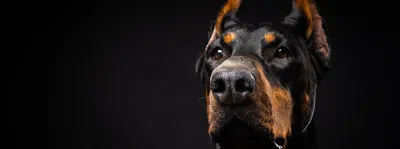 Собаки доберман женского и мужского …» — создано в Шедевруме