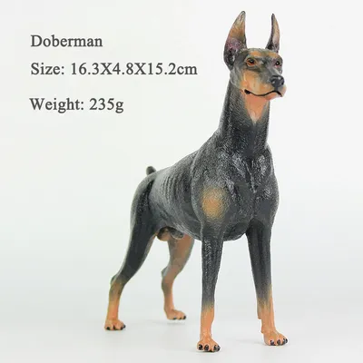 Портрет черной собаки Doberman внешний Стоковое Изображение - изображение  насчитывающей верно, шаловливо: 45979209