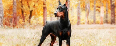 собака #dog #доберман #doberman #эстетика #aesthetics в 2022 г | Доберман-пинчер,  Собаки, Милые собак… | Doberman pinscher, Doberman puppy, Doberman pinscher  puppy