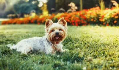 Йоркширский терьер (Yorkshire Terrier) – фото, описание породы, стрижка и  одежда, отзывы владельцев