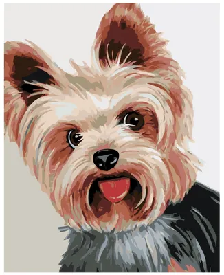 YORKSHIRE TERRIER ADULT 8+ (Йоркширский Терьер в возрасте 8 лет и старше)