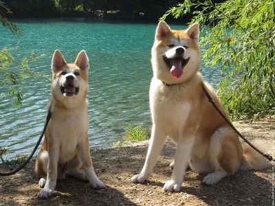 ХАТИКО 🐕🐶 старая собака породы …» — создано в Шедевруме