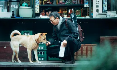 Хатико Самый верный друг / Hachiko: A Dog's Story (2009, фильм) - «Фильм,  который заставил меня реветь.. Хатико:(» | отзывы