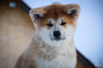 Хатико Самый верный друг / Hachiko: A Dog's Story (2009, фильм) - «Порой  собака искреннее человека!» | отзывы