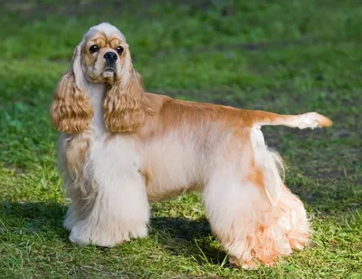 Спаниель: фото собаки, виды, характер, описание и особенности породы