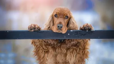 Английский кокер спаниель (English Cocker Spaniel) - это умная, нежная,  ласковая и спокойная порода собак. Фото, описание, отзывы.