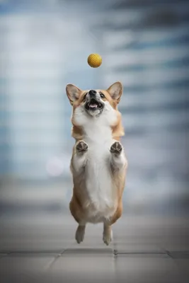 500+ фото собак корги - Скачайте бесплатно - Pixabay