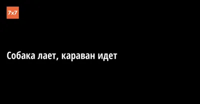 Собака лает-Караван идет | Пикабу