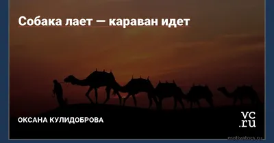 Собака лает караван идет... | Пикабу