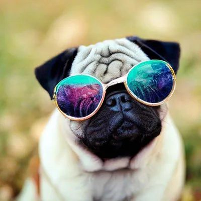 Собака породы мопс в крутых очках» — создано в Шедевруме