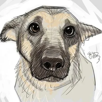 Как нарисовать собаку? | Рисовать, Легкие рисунки, Рисование