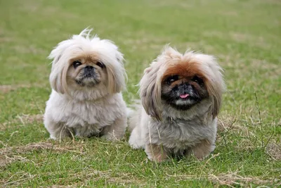 Комплекс со стрижкой " Под щенка" (Пекинес) в зоосалоне PARADOGs