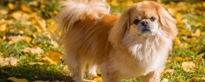 Пекинес (Pekingese) - одна из древнейших пород собак в мире. Описание, фото  и отзывы о породе.