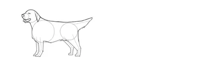 Рисунок собаки - голова