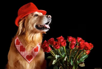 Собака с цветами в зубах - 71 фото