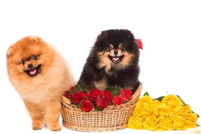 Фото шпиц, собака с цветами - Собаки - Обои на рабочий стол - Галерейка