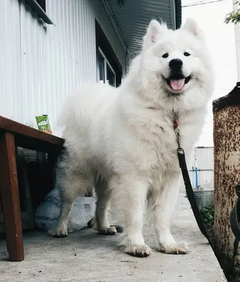 Самоедская собака Самоед Samoyed #samoyed #самоедскаясобака | Самоедские  собаки, Собаки, Поездки