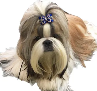 Шампунь Eurowet for Shih-Tzu для собак породы ши-тцу, 200 мл арт. 56886 –  купить за 259 грн. в интернет-магазине Лето 🌿