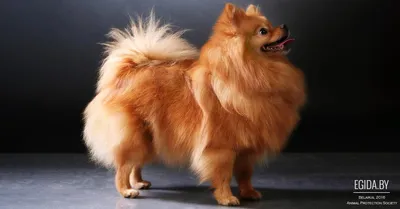 Немецкий карликовый шпиц (Toy German Spitz) (Породы собак) той шпиц,  немецкий шпиц фото, карликовый шпиц цена, карликовые породы, миниатюрный  шпиц, шпиц фото, собака шпиц, порода шпиц, карликовый шпиц купить  Энциклопедия о животных