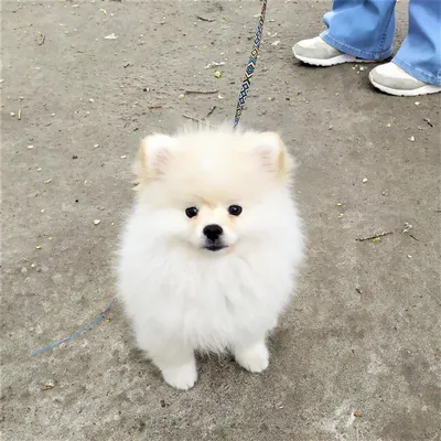 Померанский шпиц (карликовый шпиц, Pomeranian) - фото, описание породы,  цены, отзывы владельцев