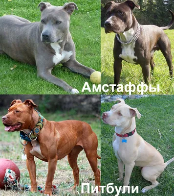 стаффорд#амстафф#стафф#amstaff#dog#стаффордширскийтерьер#staff#stafford# собака #аст#американскийстаффордширскийтерьер#питбуль#dogs#pitbull#americanstaffordshire…