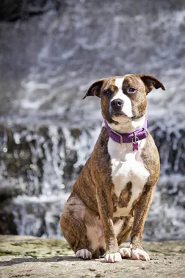 Американский терьер или Amstaff или Stafford Стоковое Фото - изображение  насчитывающей стаффордшир, любимчик: 147795128