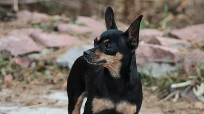 Русский той-терьер: повадки собаки 🐶 и содержание — 