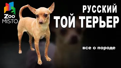 Русский Той-терьер - «Покупать ли той-терьера? Миниатюрная собачка. Жизнь  Альмы. И вся необходимая информация.» | отзывы