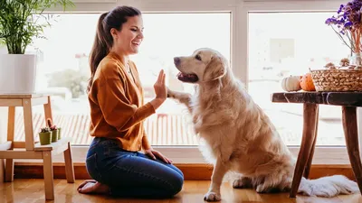 Какую породу собаки выбрать? - Pet Prioritet