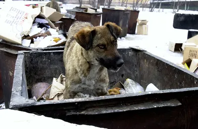 Ученые узнали, почему собаки наклоняют голову набок при общении с человеком  — Naked Science