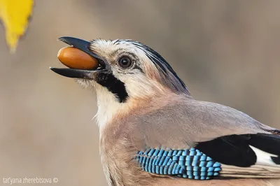 Красавица сойка 🐦 | Instagram