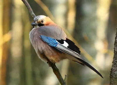 Стеллерова сойка [группа diademata] - eBird