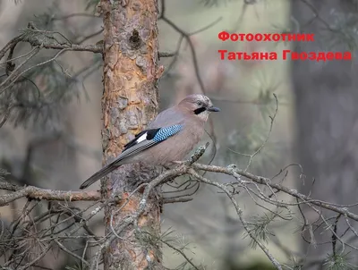 Сойки-пересмешницы и огромные вороны: на набережной Днепра заметили  необычный "птичий отряд" (ФОТО) — Сайт телеканалу Відкритий