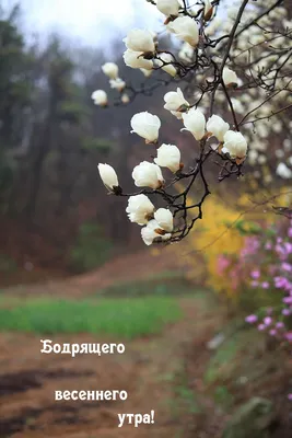 Картинки "Доброго весеннего дня!" (256 шт.)