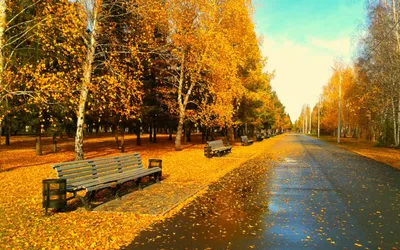 Ветви клена в солнечный осенний день в парке, вид вблизи :: Стоковая  фотография :: Pixel-Shot Studio