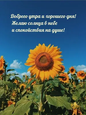 Pin by Лариса Посух on Добрий ранок in 2023 | Good morning images flowers,  Good morning photos, Mother's day cards