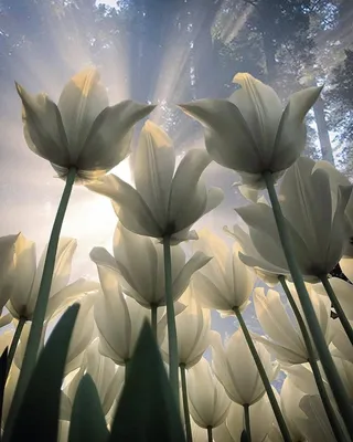 Картинка Весна Солнце Небо Цветы Прострел 3840x2563