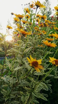 Лес озеро природа солнце цветы» — создано в Шедевруме