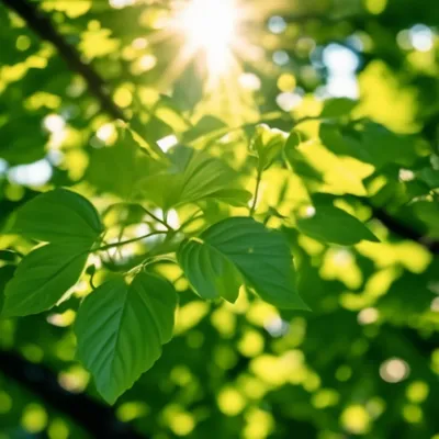 Солнце светит летом в листьях» — создано в Шедевруме