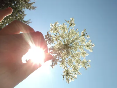 Фото Солнце в руке, держащей цветок, by Add-Inna